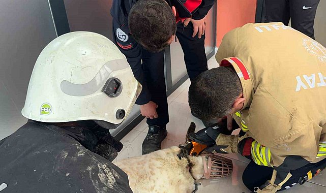 Boynuna zincir sıkışan köpeğin imdadına itfaiye yetişti