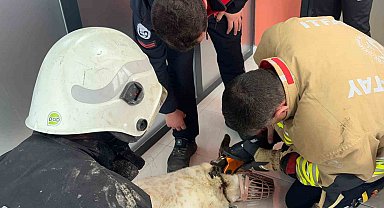Boynuna zincir sıkışan köpeğin imdadına itfaiye yetişti