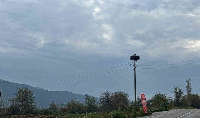 Bozdoğan'da baharın müjdecisi leylekler yuvalarına döndü