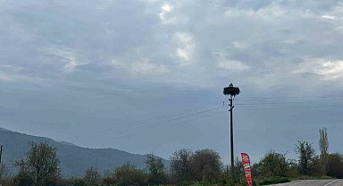 Bozdoğan'da baharın müjdecisi leylekler yuvalarına döndü