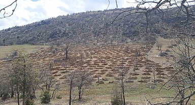 Bozkır'da 13 dönümlük alanda dev ağaçlandırma projesi