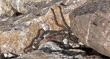 Brezilya'nın 'Yılan Adası' değil Yüksekova