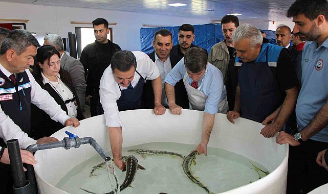 Bu balığın havyarı 'siyah inci': Karadeniz'e 8 bin adet dağıtılacak, çiple takip edilecek