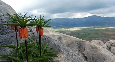 Bu çiçekleri koparmanın cezası 700 bin lirayı buluyor