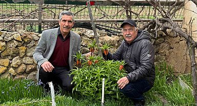 Bu laleleri gözleri gibi koruyorlar