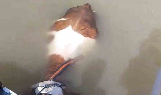 Bu sefer balık değil tosun yakaladılar