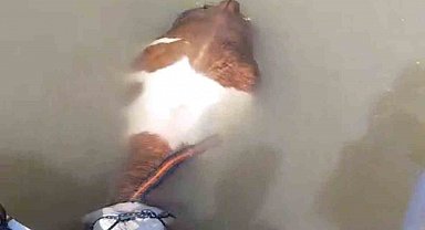 Bu sefer balık değil tosun yakaladılar