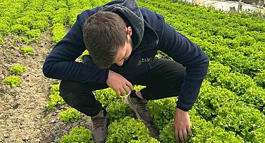 Bu sefer tarladan güzel haber geldi...35 liraya tarladan satılan marul yüzleri güldürdü