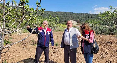 Buharkent'te ilek bahçeleri kontrol edildi