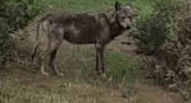 Buldan'da kurt bir kez daha görüldü