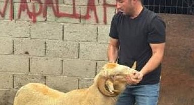 Burhaniye'de kurbanlıklar satışa çıktı