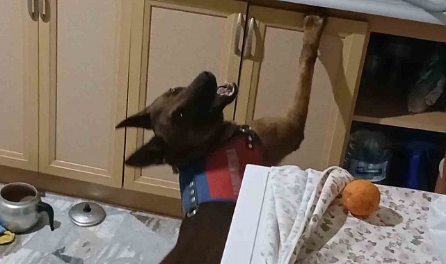 Burnuyla kokladı, patisiyle uyuşturucuların yerini gösterdi