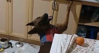 Burnuyla kokladı, patisiyle uyuşturucuların yerini gösterdi