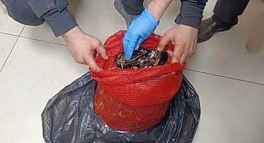 Bursa ve Balıkesir'de eş zamanlı operasyon: Tonlarca midye ele geçirildi