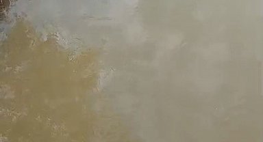 Bursa'da deredeki su samuru şaşırttı