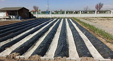 Büyükşehirin Doğal Ürünler Bahçesi ve Pazarı'nda yeni sezon hazırlığı