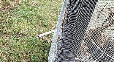 Çam ormanlarında 'Kese kurdu' alarmı