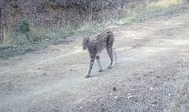 Çankırı'da "Ormanın hayaleti" vaşak görüntülendi