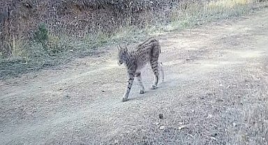 Çankırı'da "Ormanın hayaleti" vaşak görüntülendi