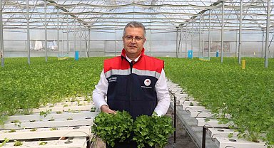 Çarşamba'da hidroponik maydanozda ilk hasat yapıldı