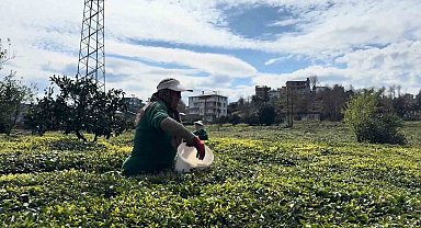 Çay üreticileri yeni sezona hazırlanıyor