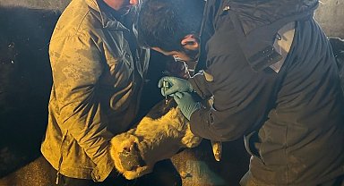 Çayırlı'da büyükbaş hayvanlara aşılama çalışması sürüyor