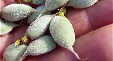 Çermik'te yılın ilk çağla hasadı başladı