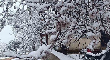 Çiçek açan ağaçlar yağan karla beyaza büründü