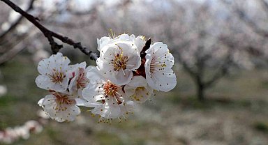 Çiçek açan ağaçların görselliği mest etti