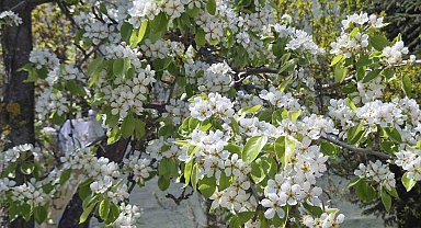 Çiçek açan armut ağacının güzelliği