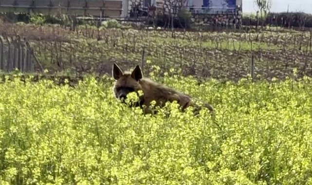 Çizgili sırtlan sarıçiçekler arasında görüntülendi