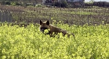 Çizgili sırtlan sarıçiçekler arasında görüntülendi