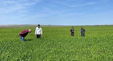 Cizre'de tarlalarda 'süne' mesaisi