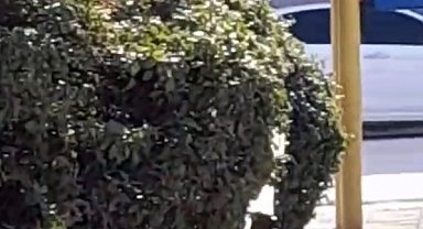 Çocuk parkı içinde sigara içen çocuklar kamerada