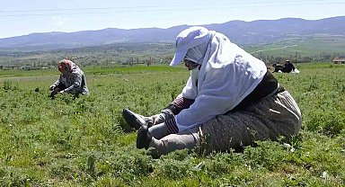 Çorum'da "madımak otu" mesaisi başladı