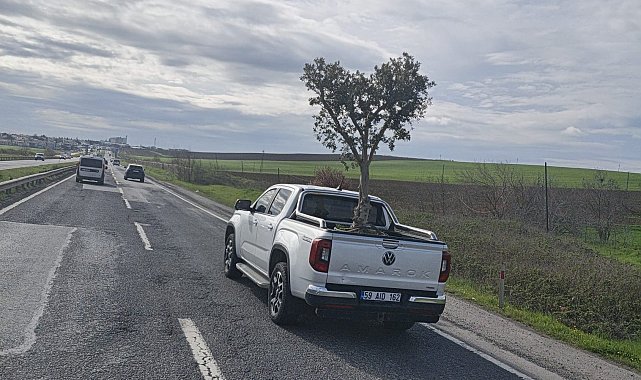 D100'de şaşırtan görüntü: Pikapta zeytin ağacı taşıdılar