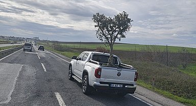 D100'de şaşırtan görüntü: Pikapta zeytin ağacı taşıdılar