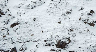 Dağ keçileri Munzur Dağlarına renk katıyor