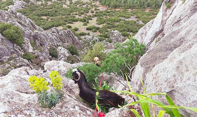 Dağda mahsur kalan keçi kurtarıldı