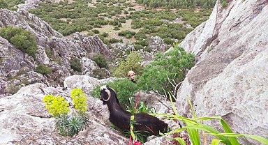 Dağda mahsur kalan keçi kurtarıldı