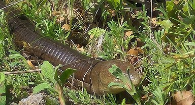 Demir yılan Bozkurt'ta ortaya çıktı