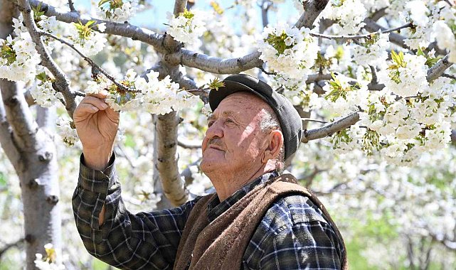 Demirci'de 800 bin kiraz ağacı çiçek açtı