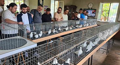 Denizli azman güvercinleri güzellikleriyle mest etti