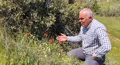 Denizli'de anemon lalesi yetişti