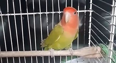 Denizli'de petshop denetiminde 164 hayvana el konuldu