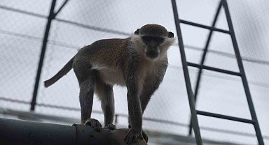 Denizli'de yakalanan maymun Konya'da hayvanat bahçesine teslim edildi