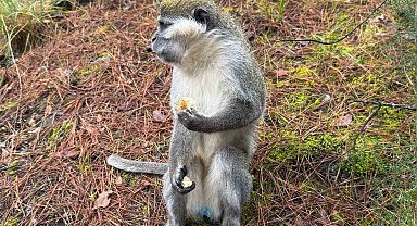 Denizli'deki firari maymunların sırrı çözüldü