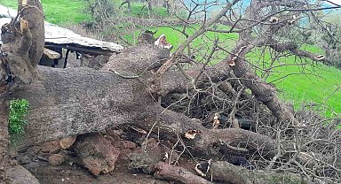 Derecik'te üzerine ağaç devrilen ağıldaki 4 keçi telef oldu