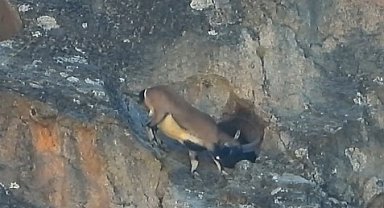 Dev boynuzları engel olmadı: Dağ keçisi dar mağaraya böyle girdi