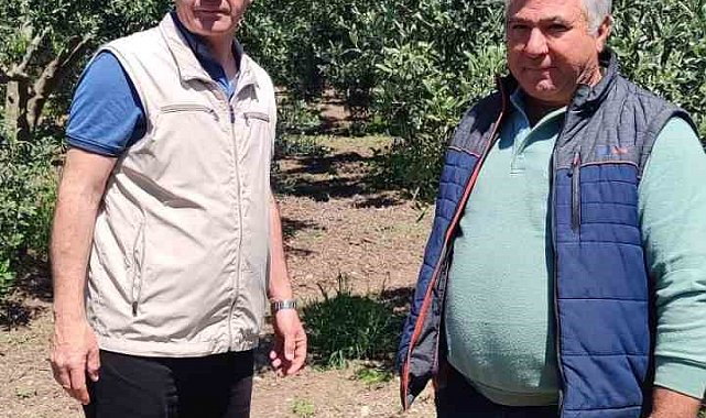 Didim'de zeytin üreticilerine zararlı uyarısı